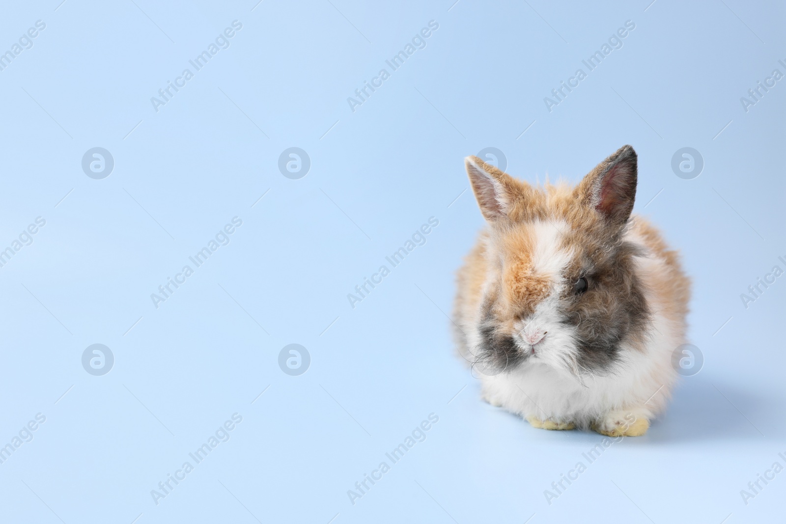 Photo of Cute little rabbit on light blue background. Space for text