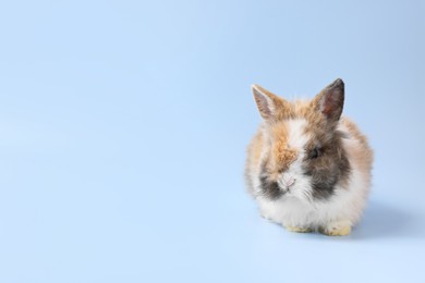 Cute little rabbit on light blue background. Space for text