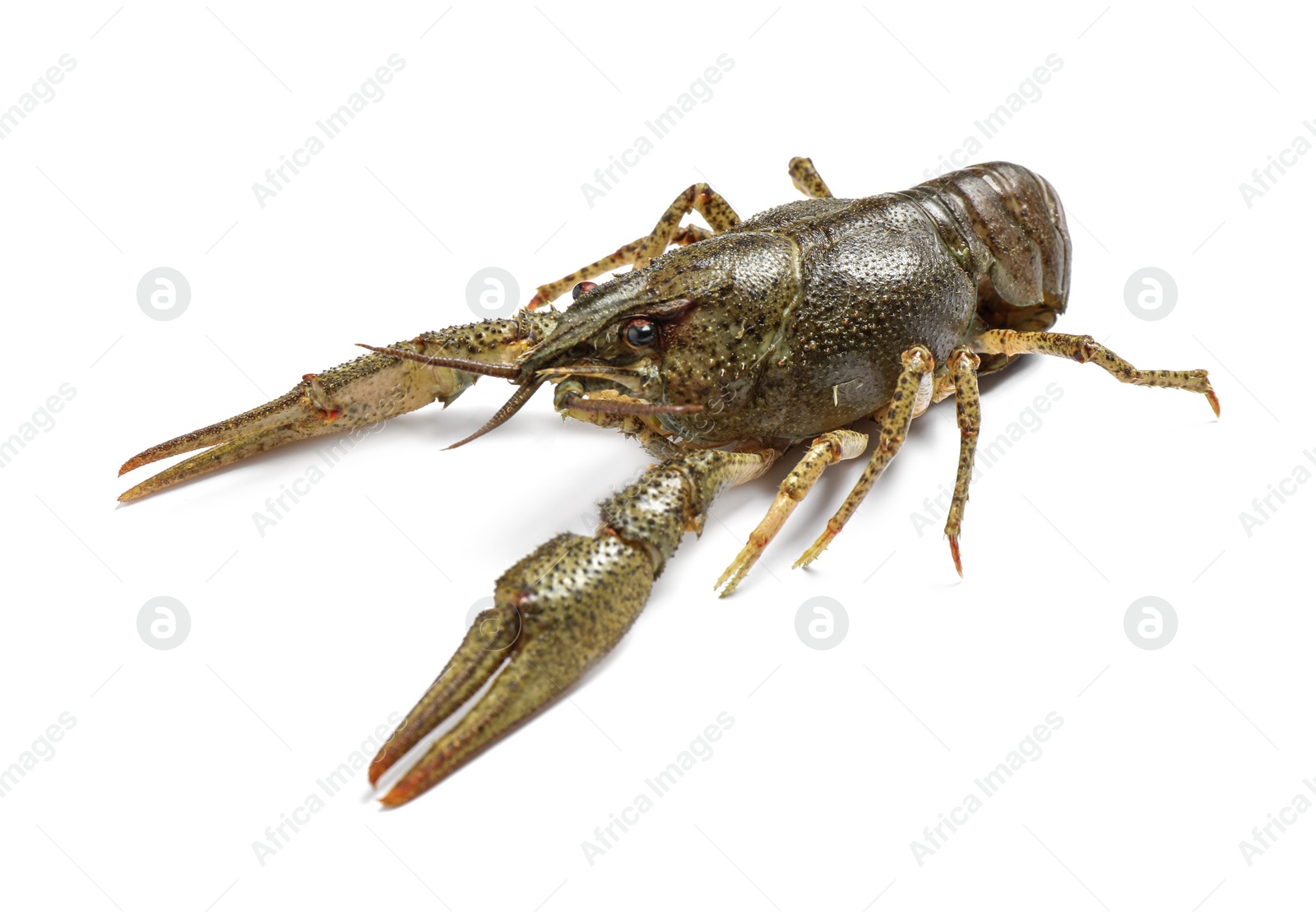 Photo of Fresh raw crayfish isolated on white. Healthy seafood