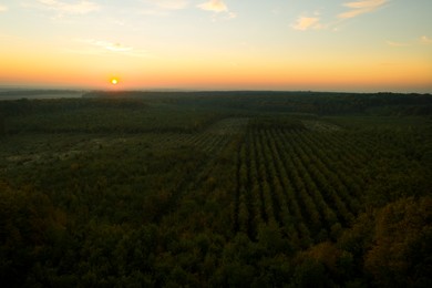 Aerial view of beautiful green autumn forest at sunset