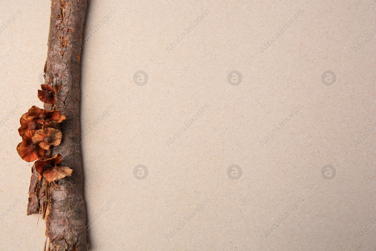 Photo of Tree branch with lichen mushrooms on beige background, top view. Space for text