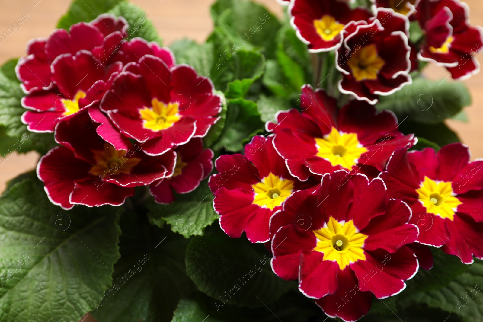 Photo of Beautiful burgundy primula (primrose) flowers on table, closeup. Spring blossom