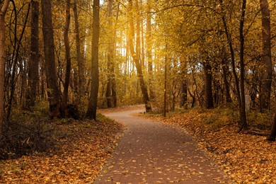Photo of Many beautiful trees and pathway with fallen leaves in autumn park