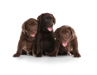 Chocolate Labrador Retriever puppies on white background