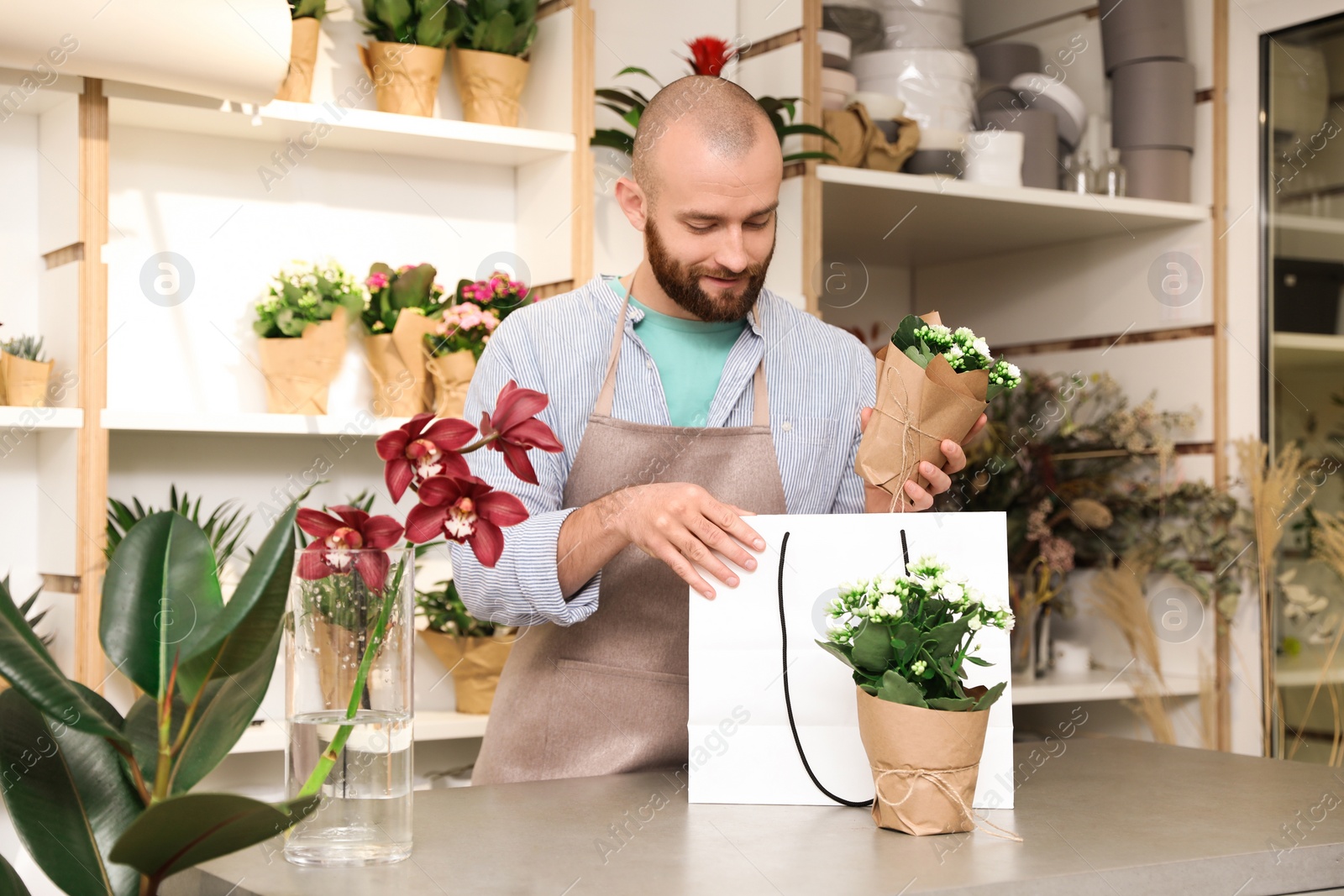 Photo of Florist putting beautiful potted plant into paper bag in shop