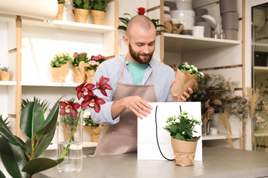 Photo of Florist putting beautiful potted plant into paper bag in shop