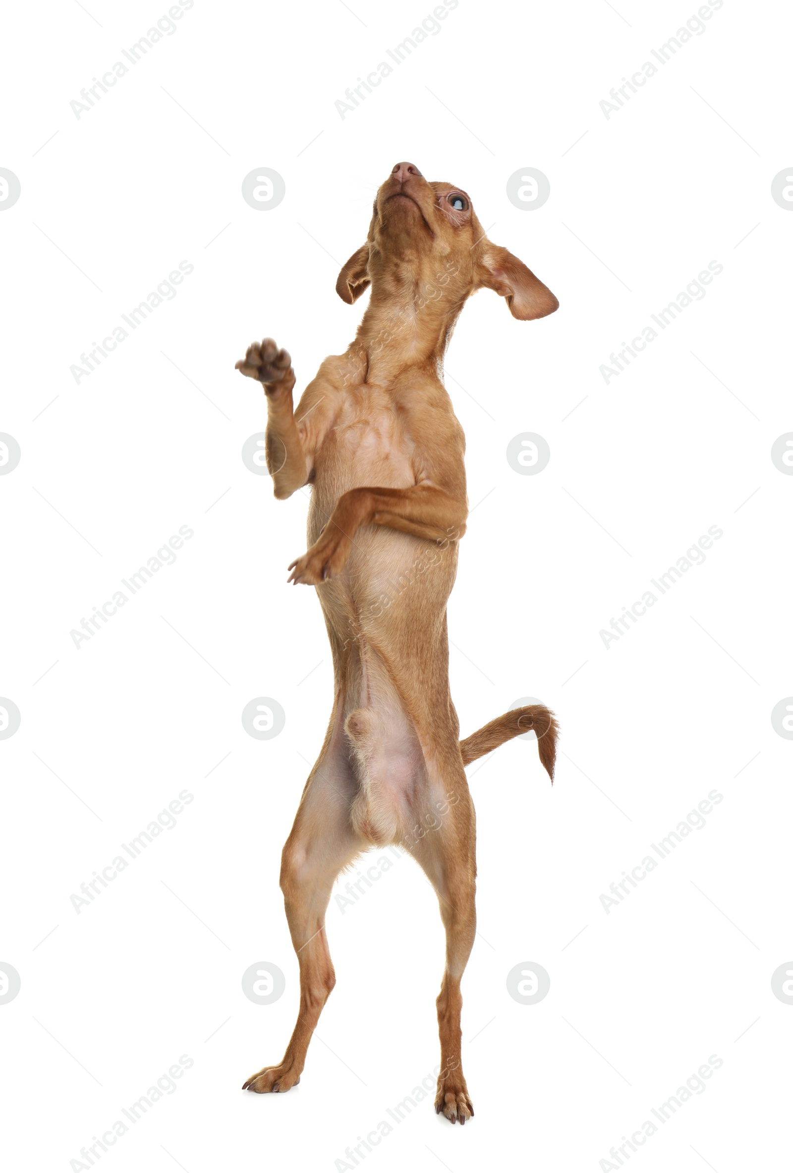 Photo of Cute toy terrier standing on hind legs against white background. Domestic dog