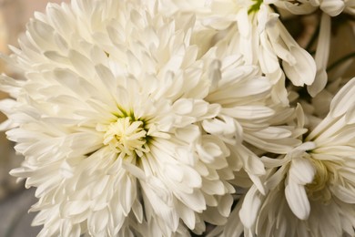 Photo of Many beautiful white chrysanthemum flowers, closeup view