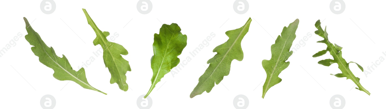 Image of Set of green arugula leaves on white background. Banner design