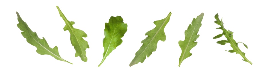Set of green arugula leaves on white background. Banner design