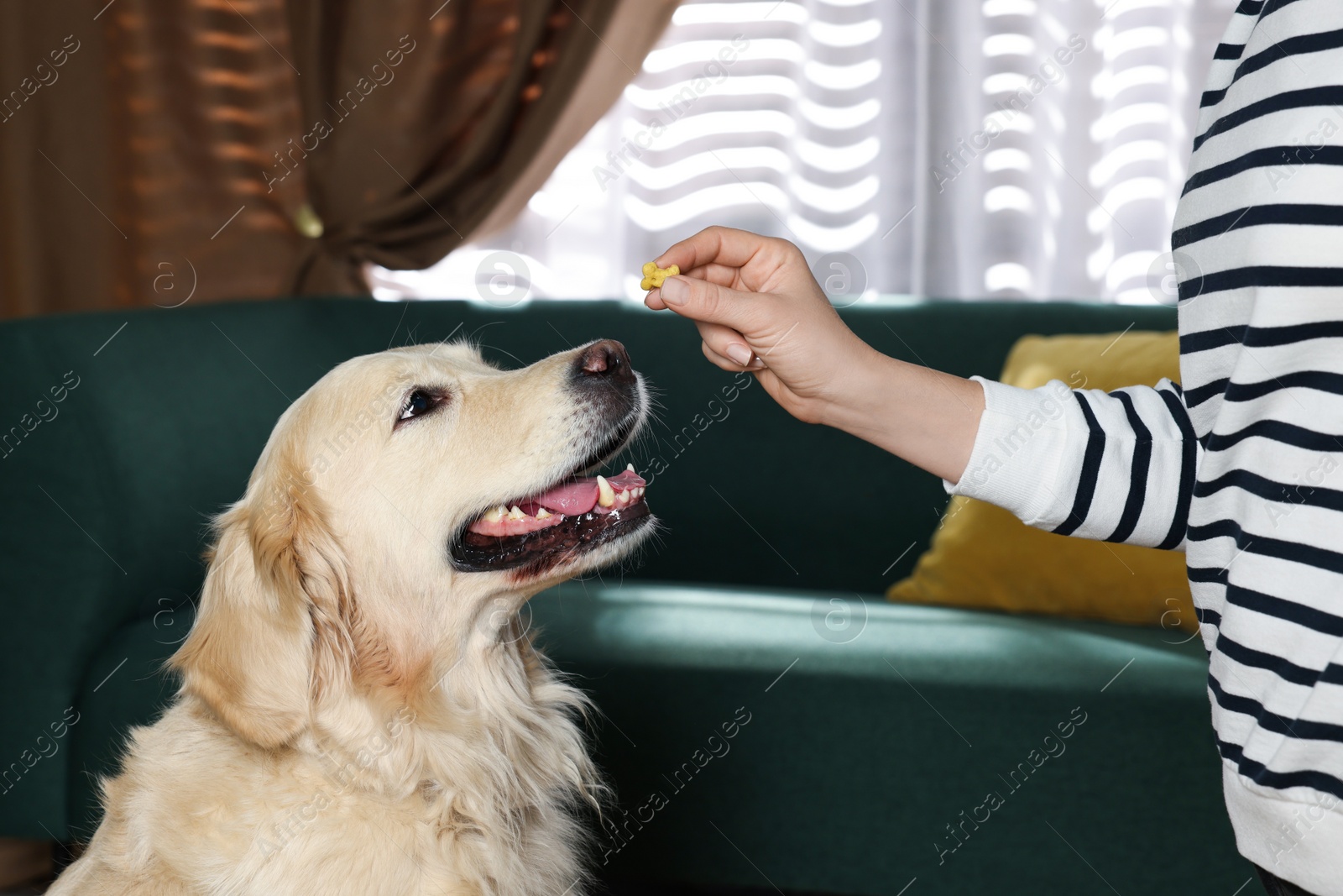 Photo of Woman giving bone shaped pill to cute dog at home, closeup. Vitamins for animal