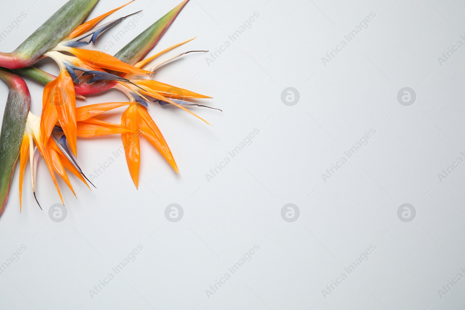 Photo of Bird of Paradise tropical flowers on white background, top view