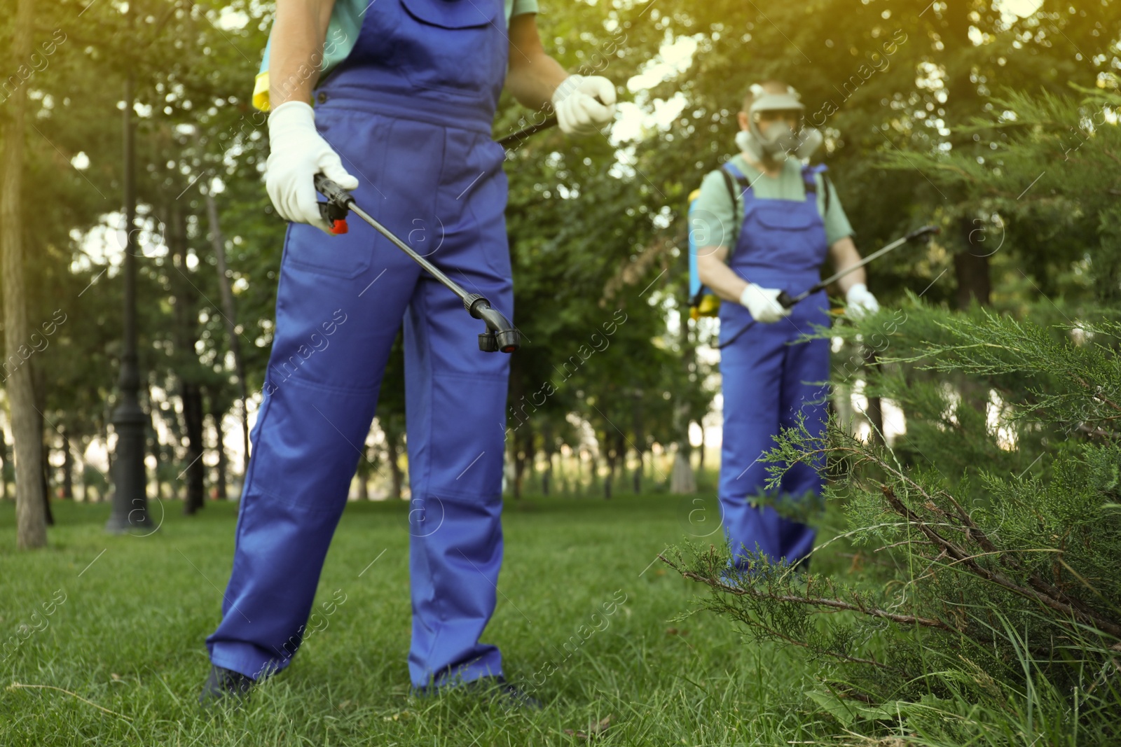 Photo of Workers spraying pesticide onto green bush outdoors, closeup. Pest control