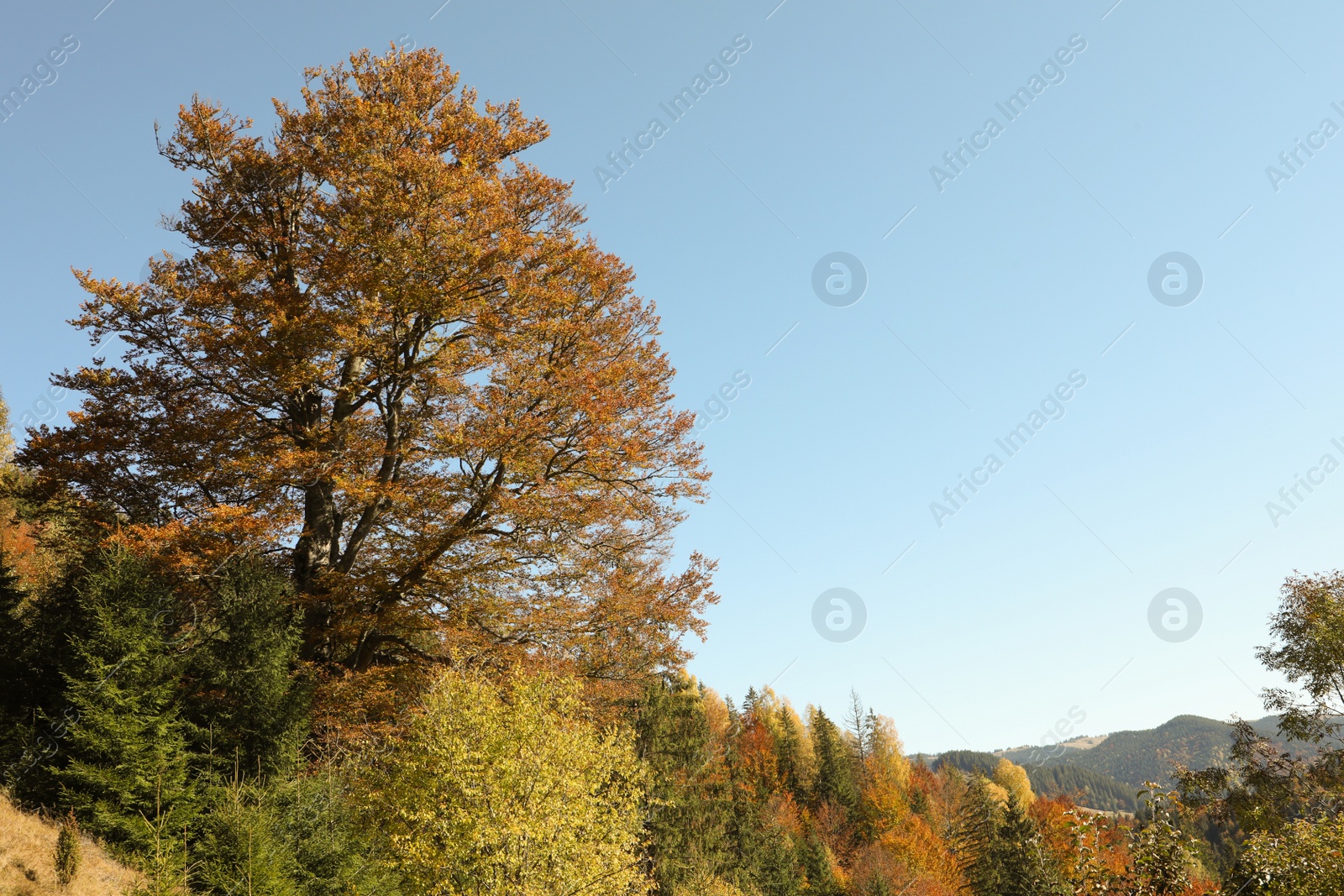 Photo of Picturesque view of beautiful mountain forest on sunny day in autumn