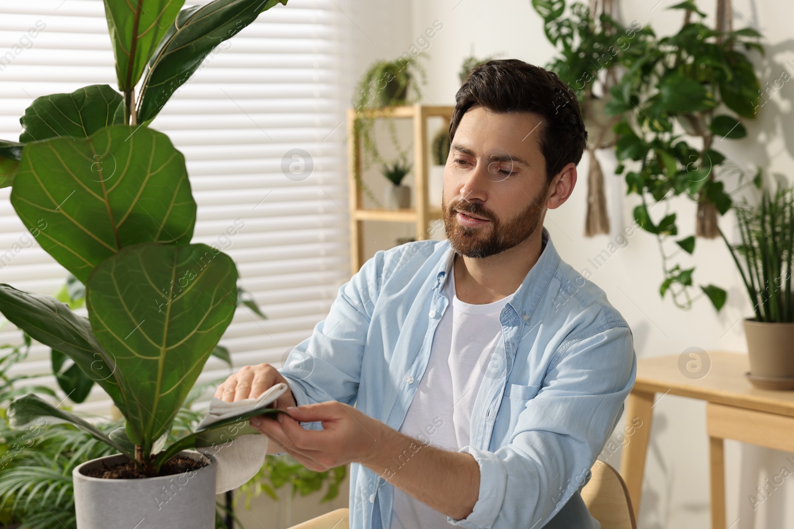 Photo of Man wiping leaves of beautiful potted houseplants with cloth indoors