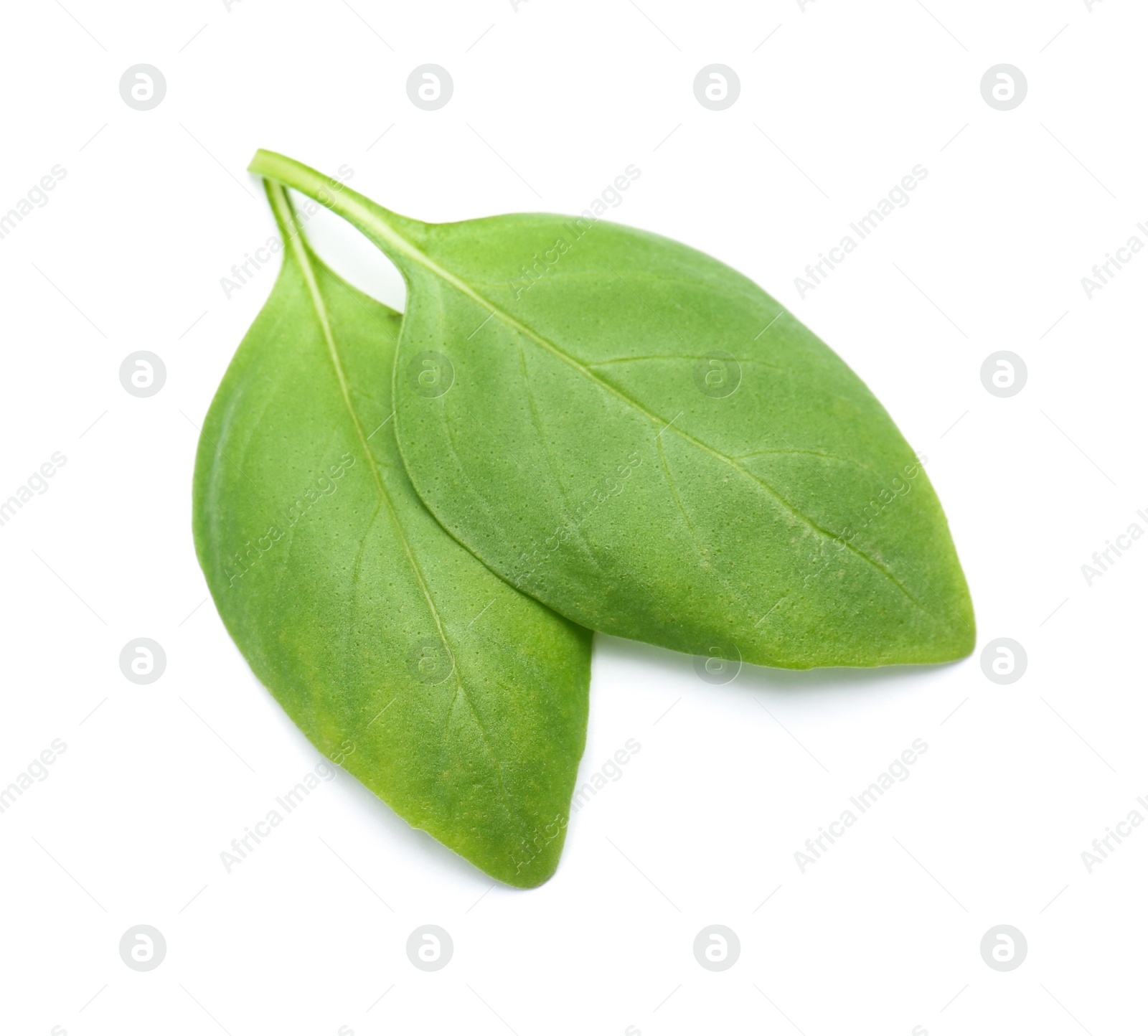 Photo of Fresh green basil leaves on white background