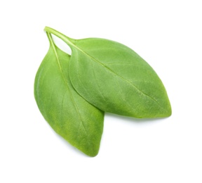 Photo of Fresh green basil leaves on white background