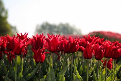 Photo of Beautiful red tulip flowers growing in field on sunny day, closeup