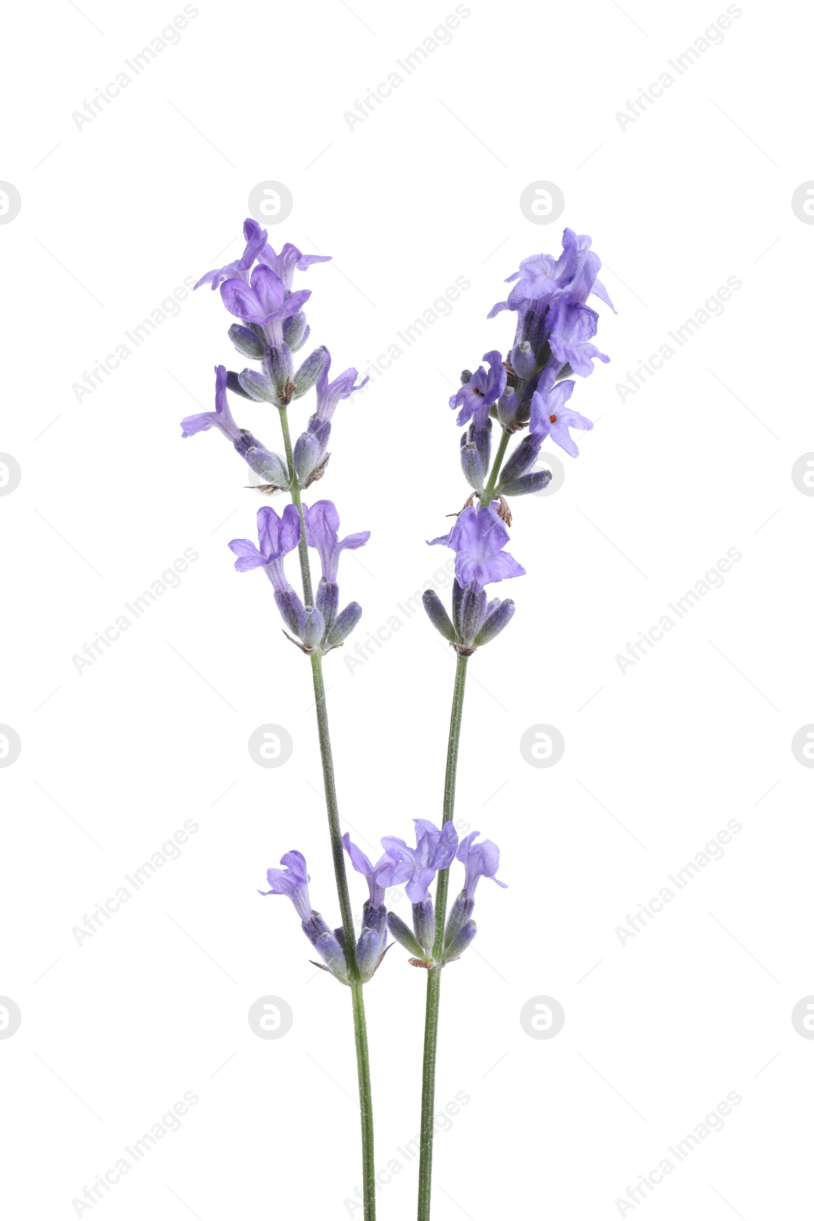 Photo of Beautiful blooming lavender flowers isolated on white