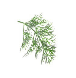 Sprig of fresh dill isolated on white