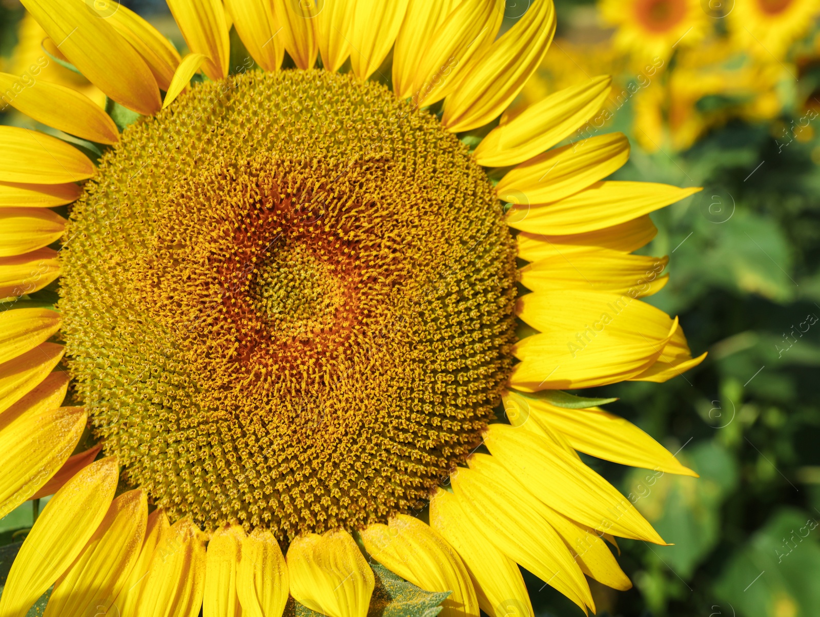 Photo of Closeup view of beautiful blooming sunflower in field
