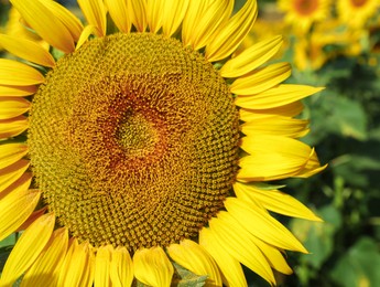 Closeup view of beautiful blooming sunflower in field