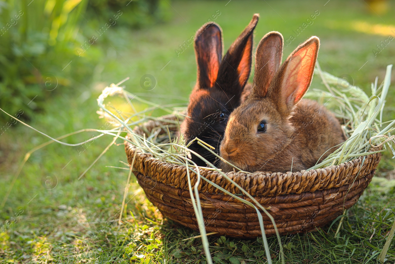 Photo of Cute fluffy rabbits in wicker bowl with dry grass outdoors. Space for text