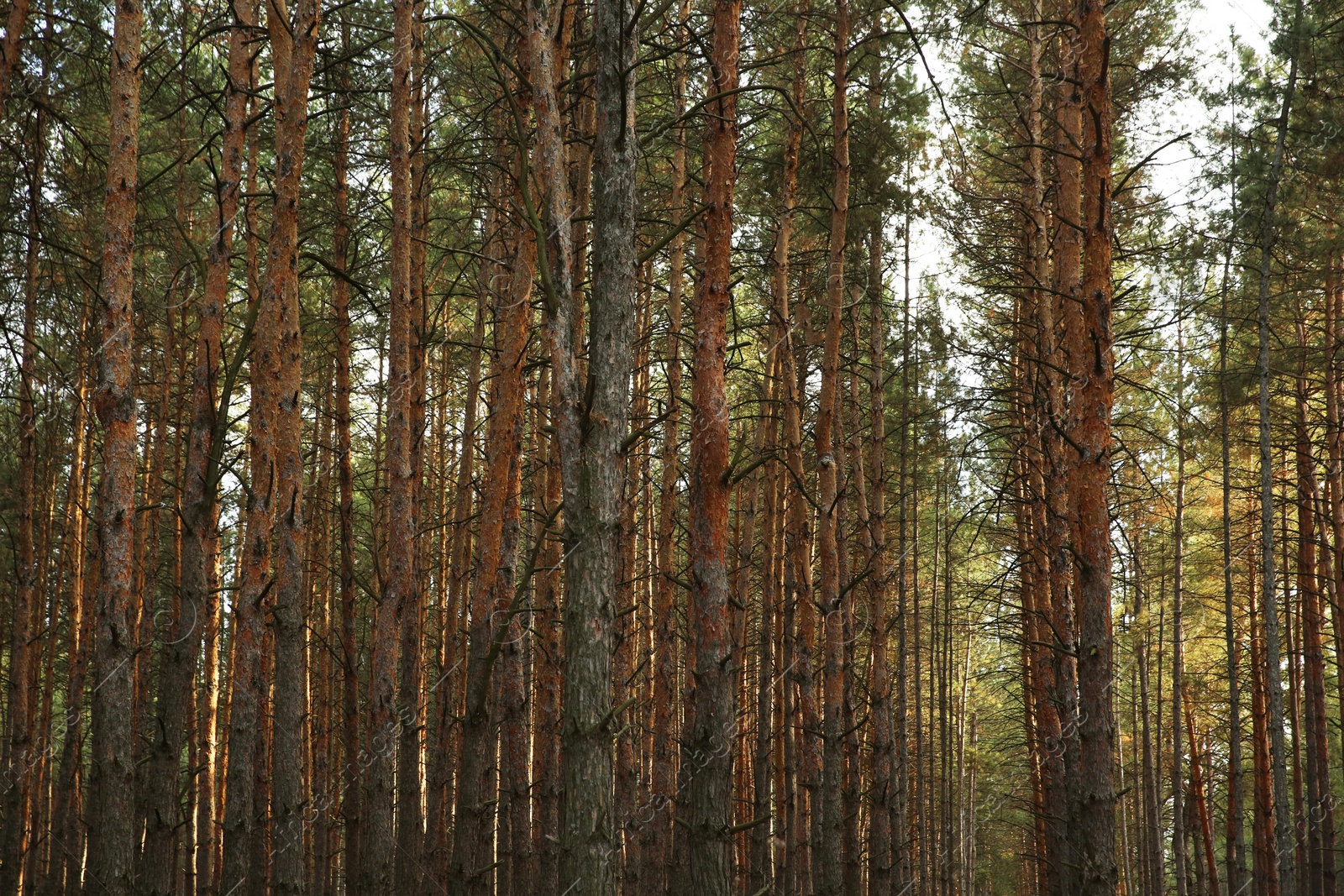 Photo of Beautiful pine forest with growing young trees