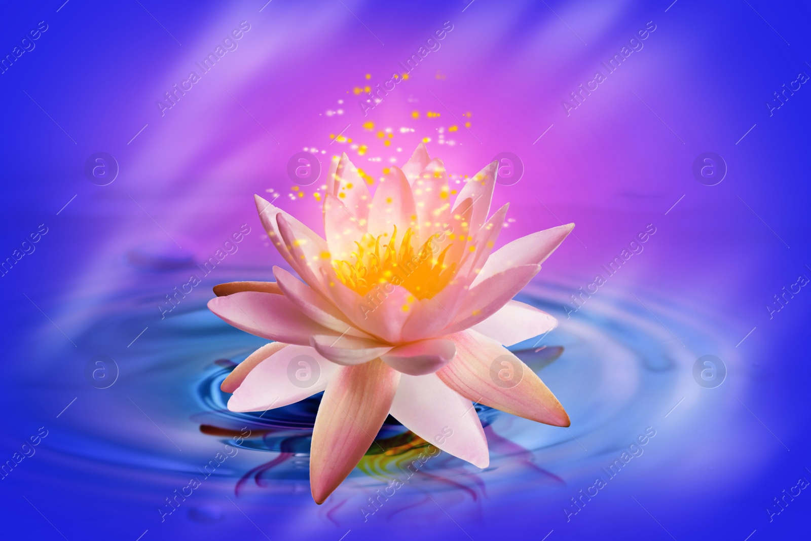 Image of Fantastic lotus flower with sparks on water surface