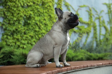 Cute French bulldog on bench outdoors. Lovely pet