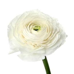 Beautiful spring ranunculus flower isolated on white