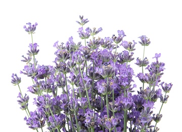 Photo of Beautiful tender lavender flowers on white background