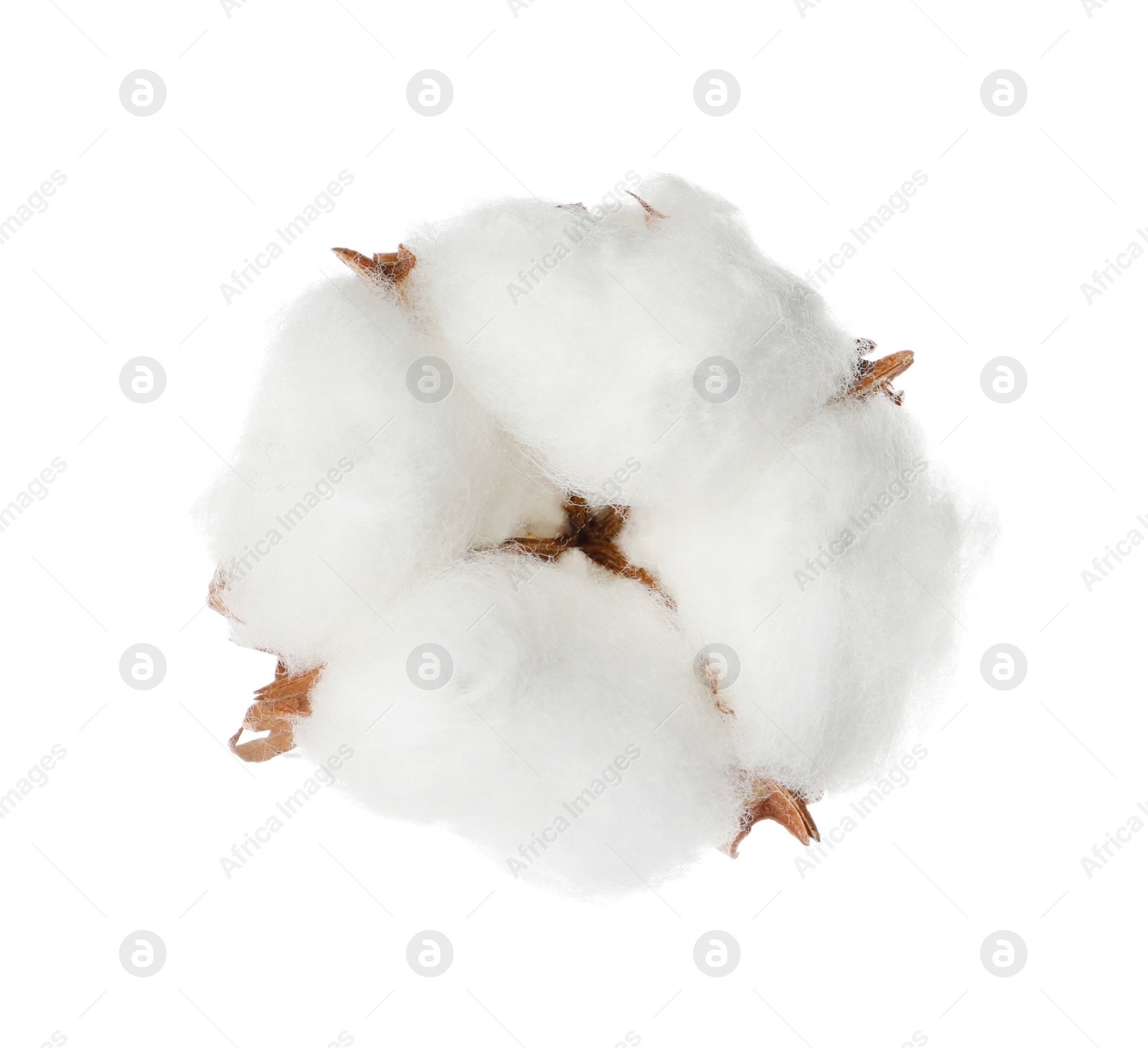 Photo of Beautiful fluffy cotton flower isolated on white