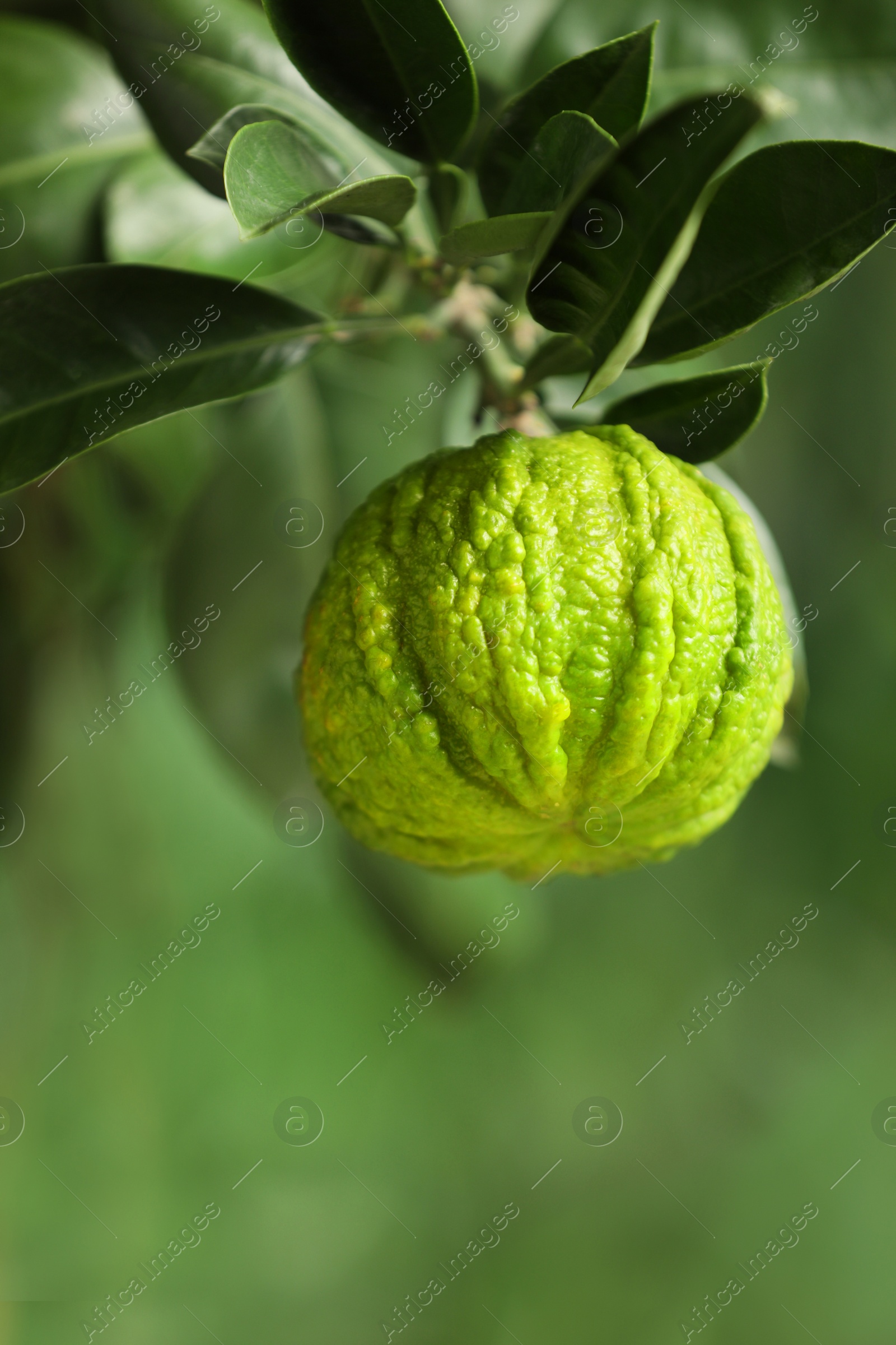 Photo of Closeup view of bergamot tree with fruit outdoors