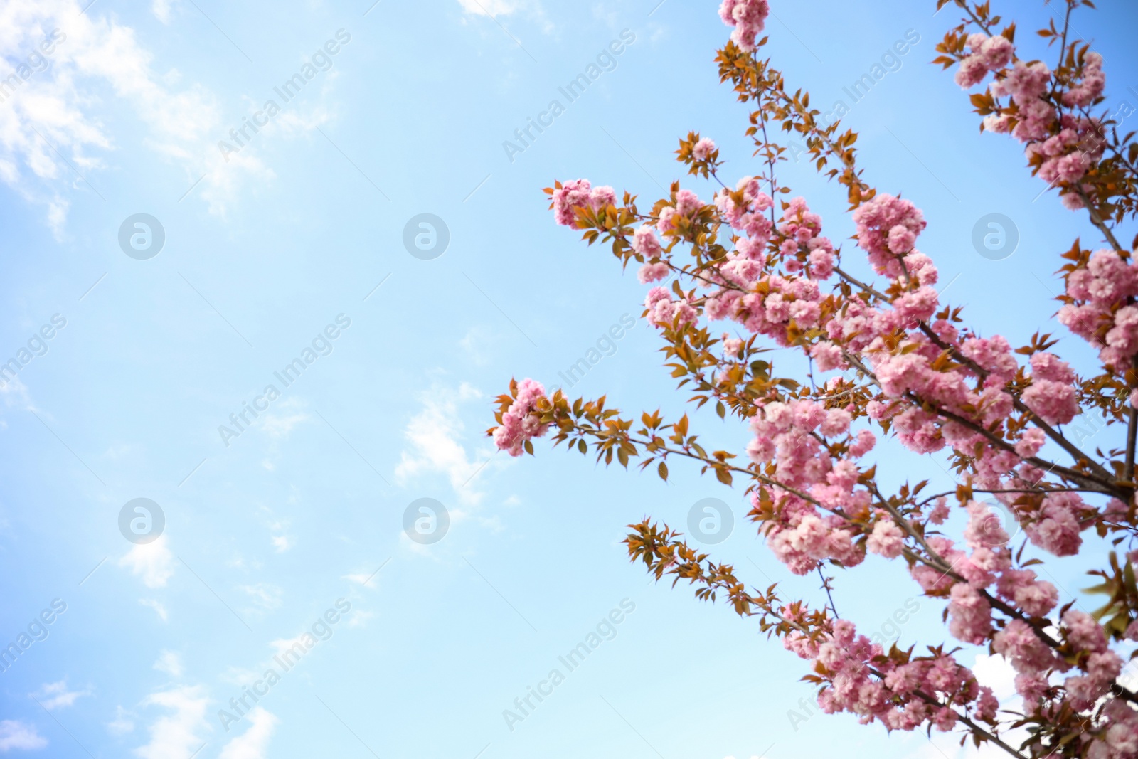 Photo of Closeup view of blossoming pink sakura tree outdoors