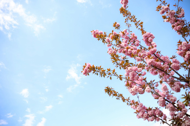 Closeup view of blossoming pink sakura tree outdoors