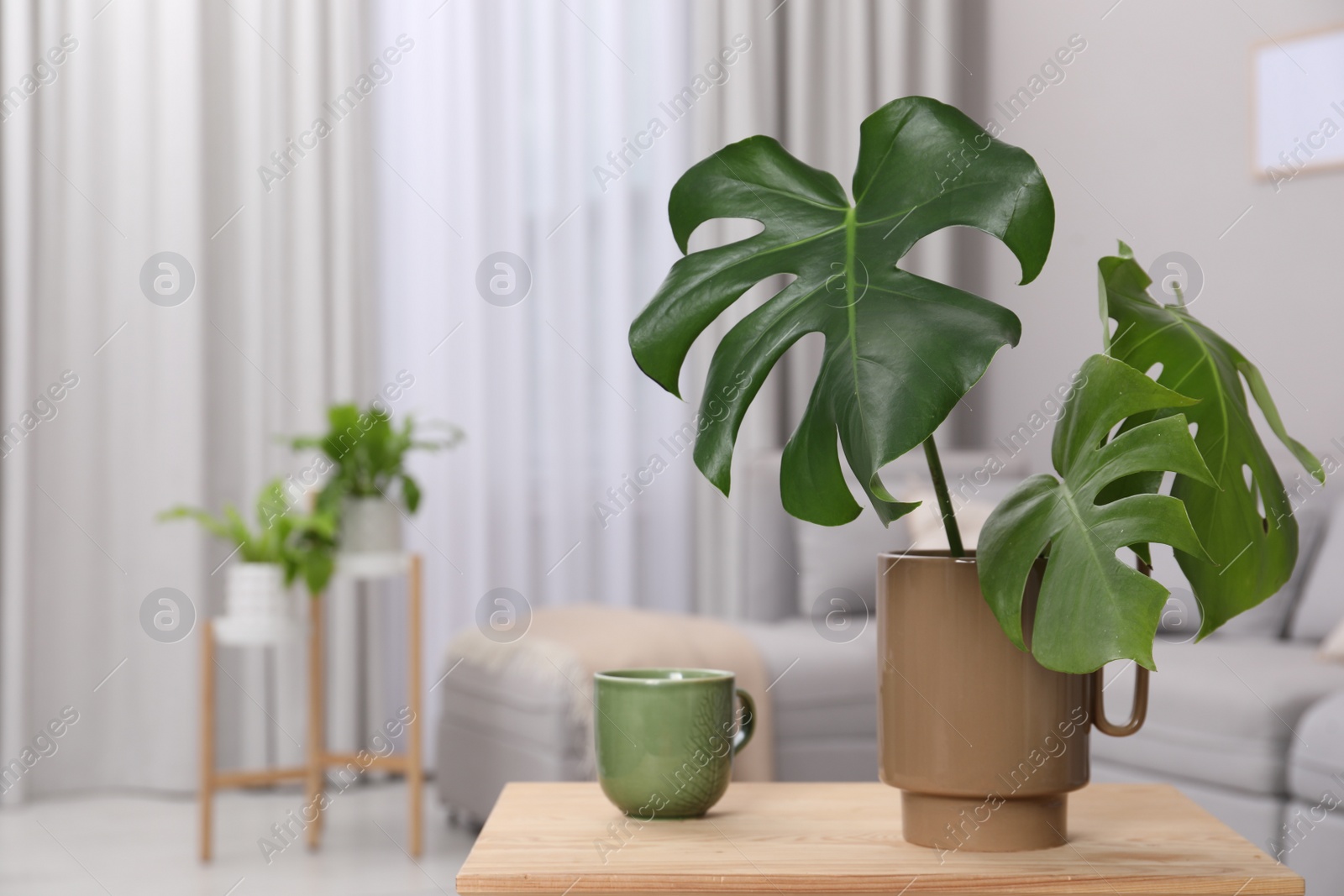 Photo of Ceramic vase with tropical leaves on wooden table in living room. Space for text