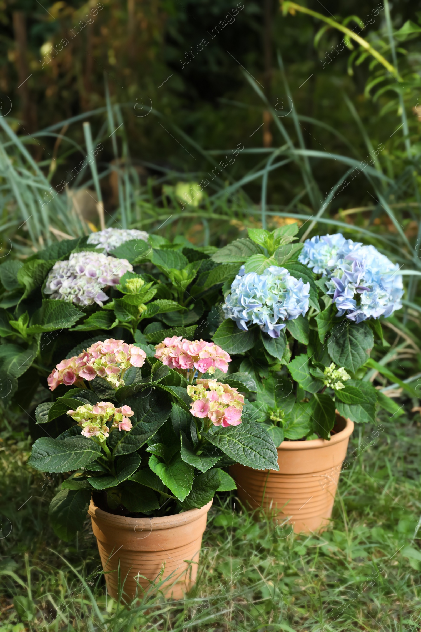 Photo of Beautiful blooming hortensia plants in pots outdoors
