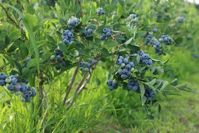 Bush of wild blueberry with berries growing outdoors