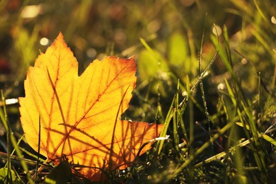 Photo of Beautiful fallen leaf among green grass outdoors on sunny autumn day, closeup. Space for text