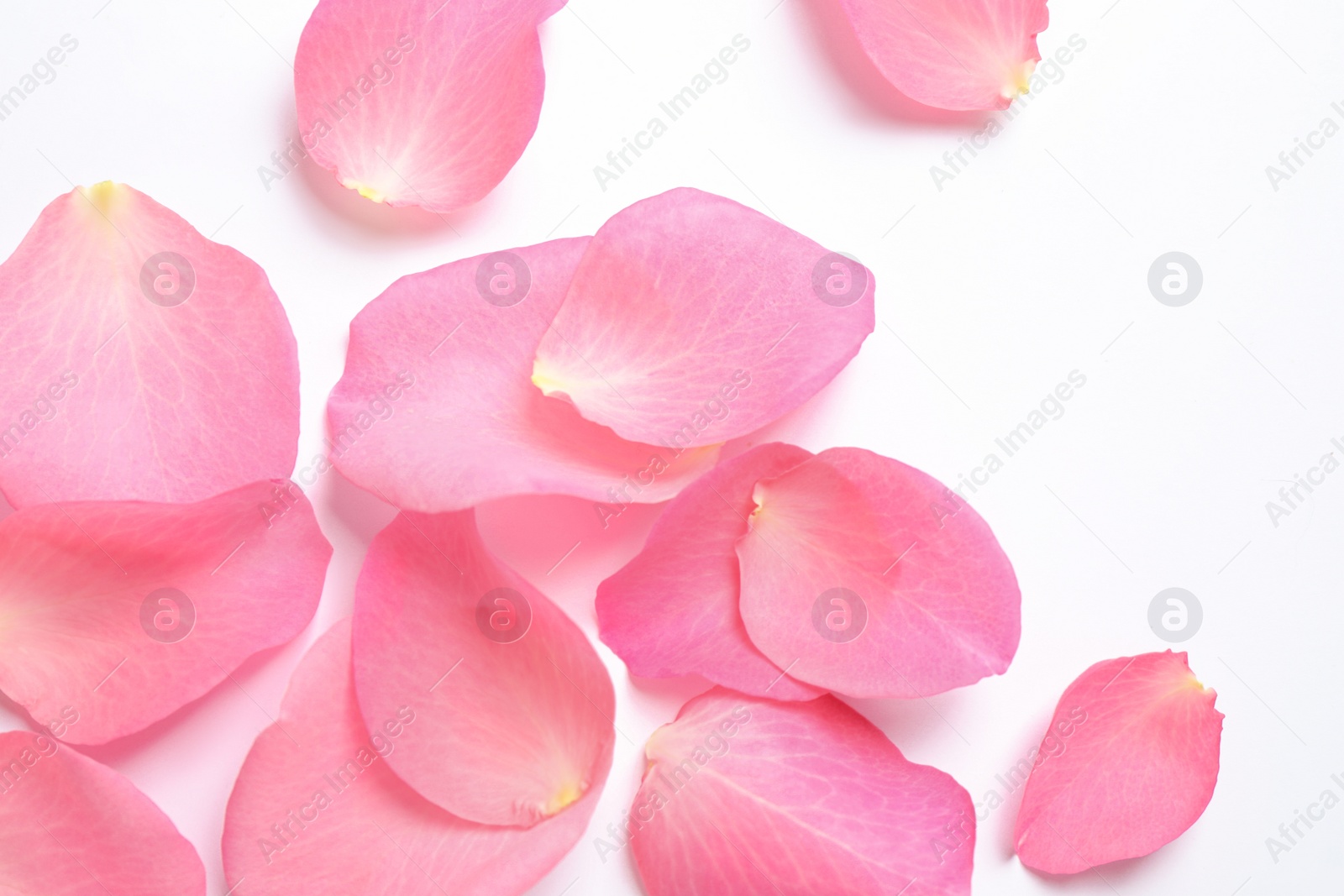 Photo of Fresh pink rose petals on white background, top view