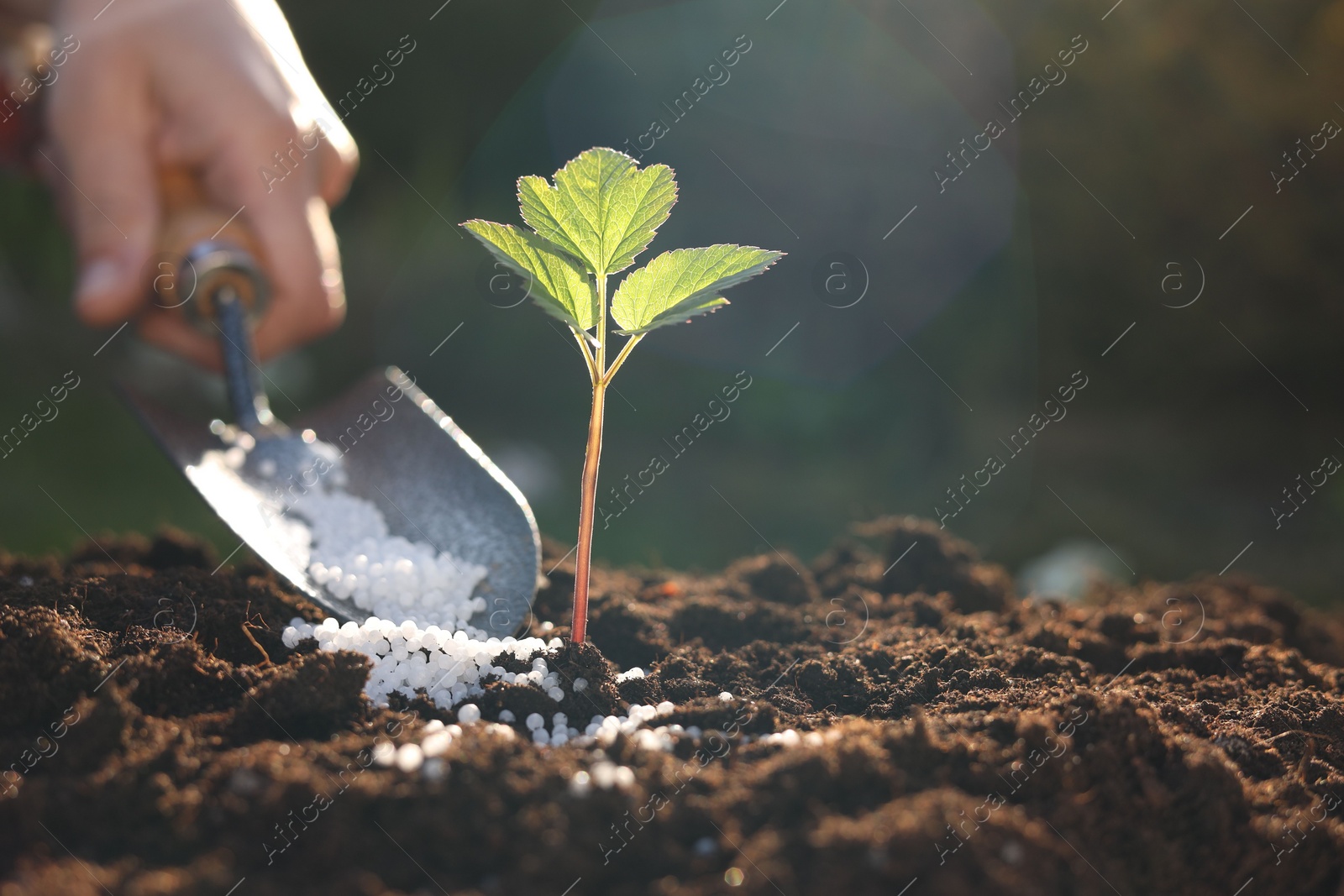 Photo of Woman fertilizing soil with growing young sprout on sunny day, selective focus