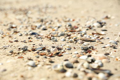 Photo of Beautiful sea shells on sandy beach, closeup