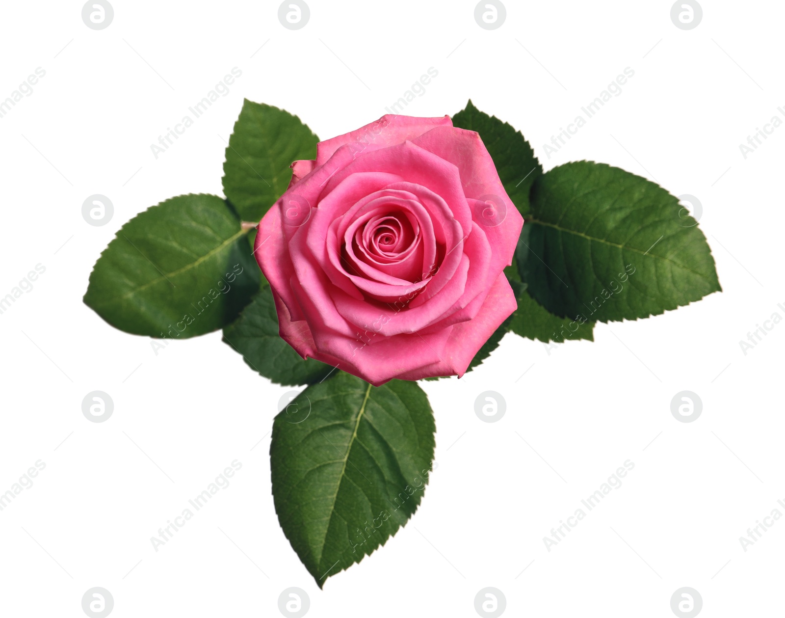 Photo of Beautiful blooming pink rose on white background, top view