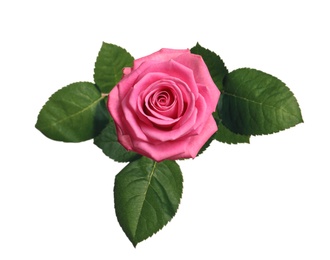 Beautiful blooming pink rose on white background, top view