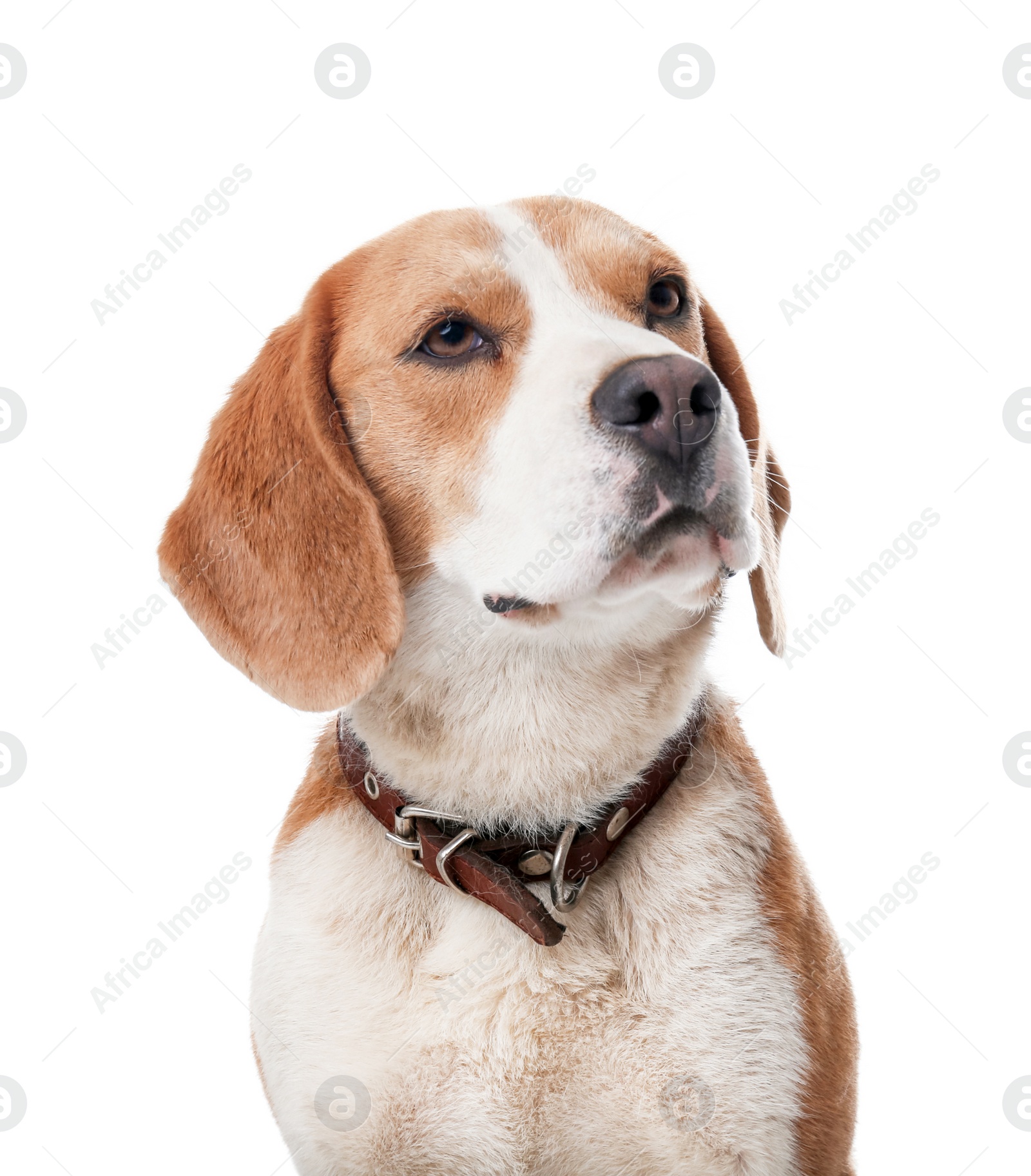 Photo of Cute Beagle dog on white background