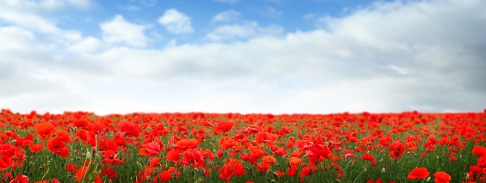 Image of Beautiful red poppy flowers under blue sky with clouds, banner design