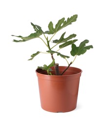 Photo of Fig plant with green leaves in pot isolated on white