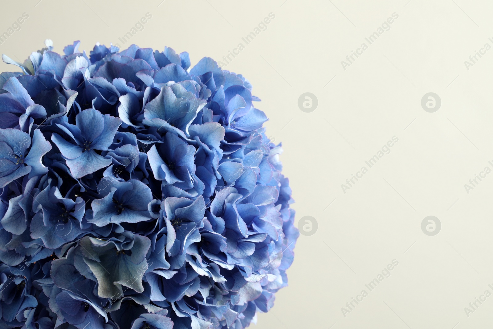 Photo of Beautiful bright hortensia flowers on light background. Space for text