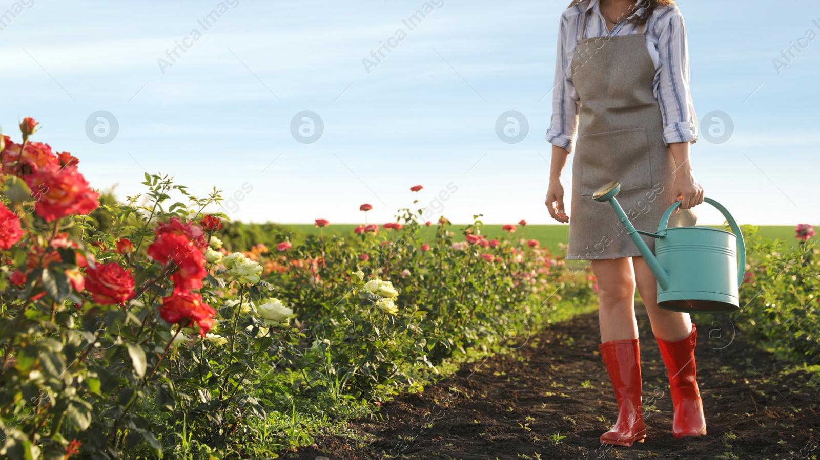 Photo of Closeup view of woman with watering can walking near rose bushes outdoors. Gardening tools